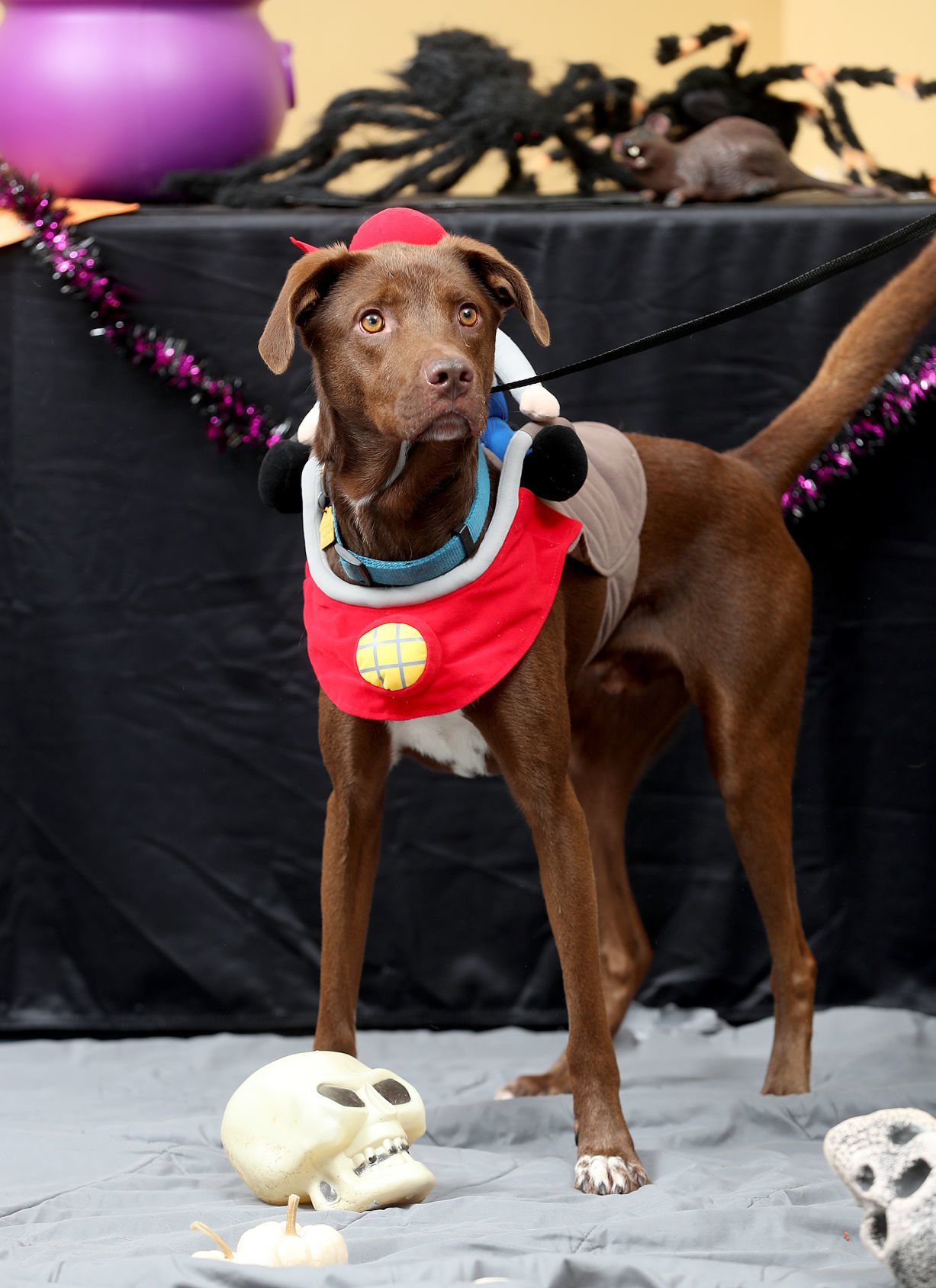 102119bp-dogs-of-halloween-14